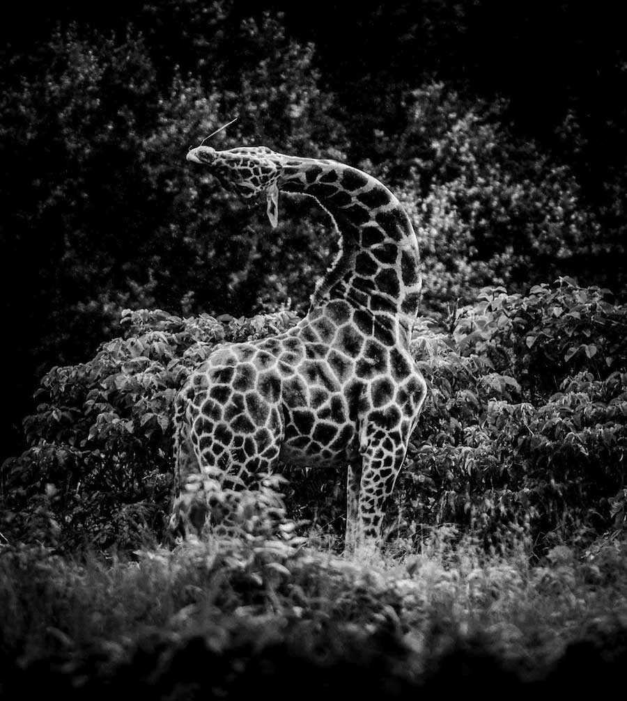 Reticulated giraffe shattered, Kenya 2013 - 900 × 1000 - 72 dpi